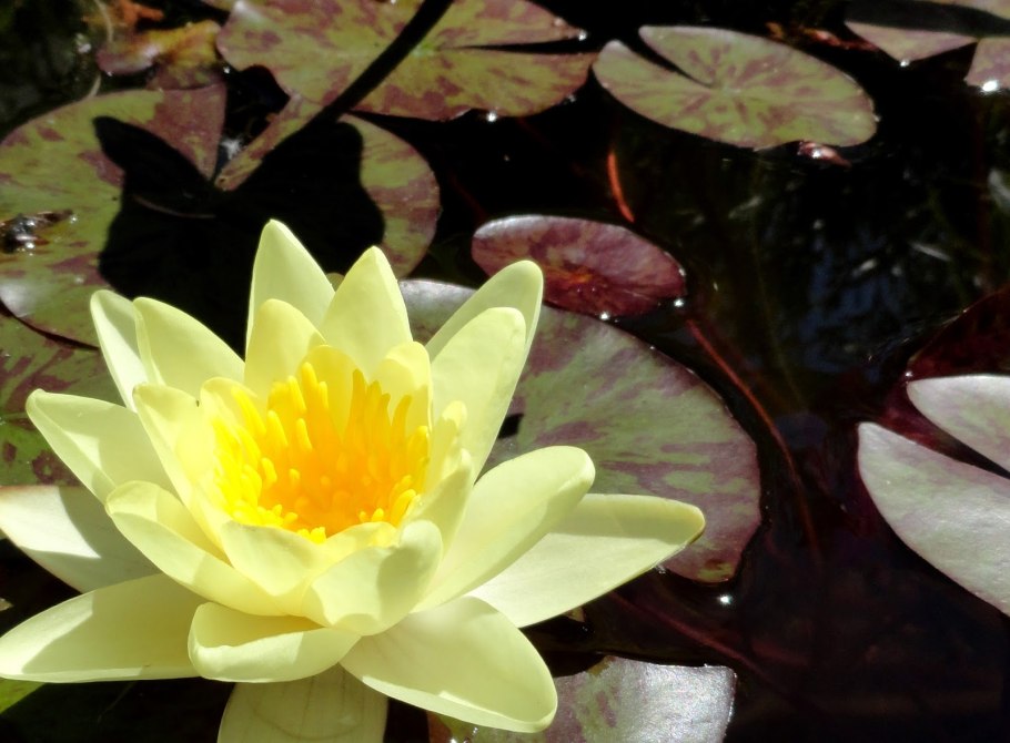 Нимфея Шарлин Стоун