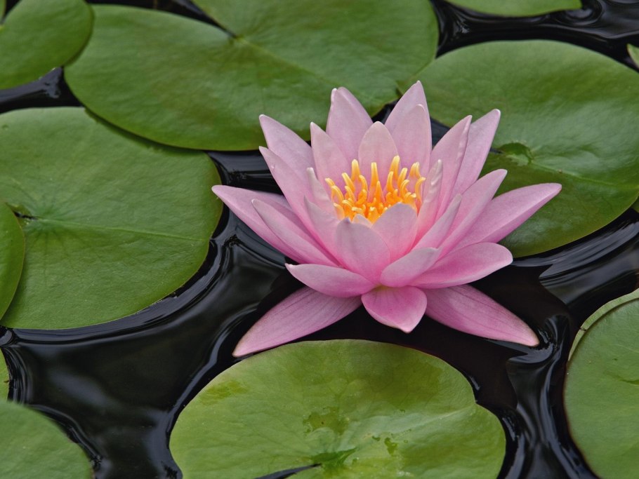 Кувшинка водяная Лилия