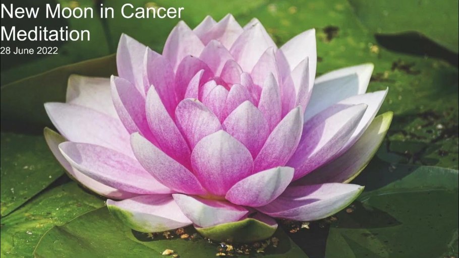 Биотоп с кувшинками