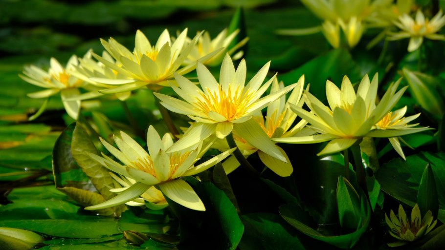 Кувшинка фиолетовая