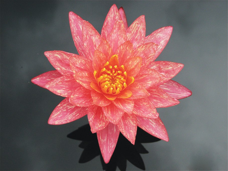 Нимфея Мангкала УБОЛ