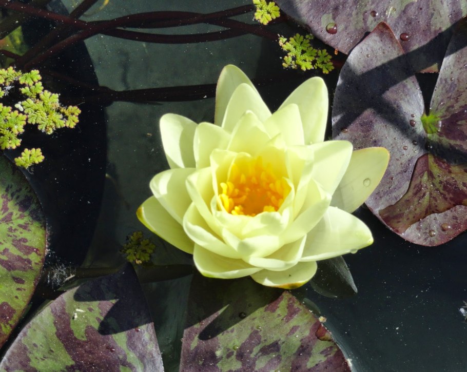 Кувшинка клубненосная