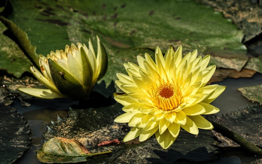 Кувшинка желтая кубышка