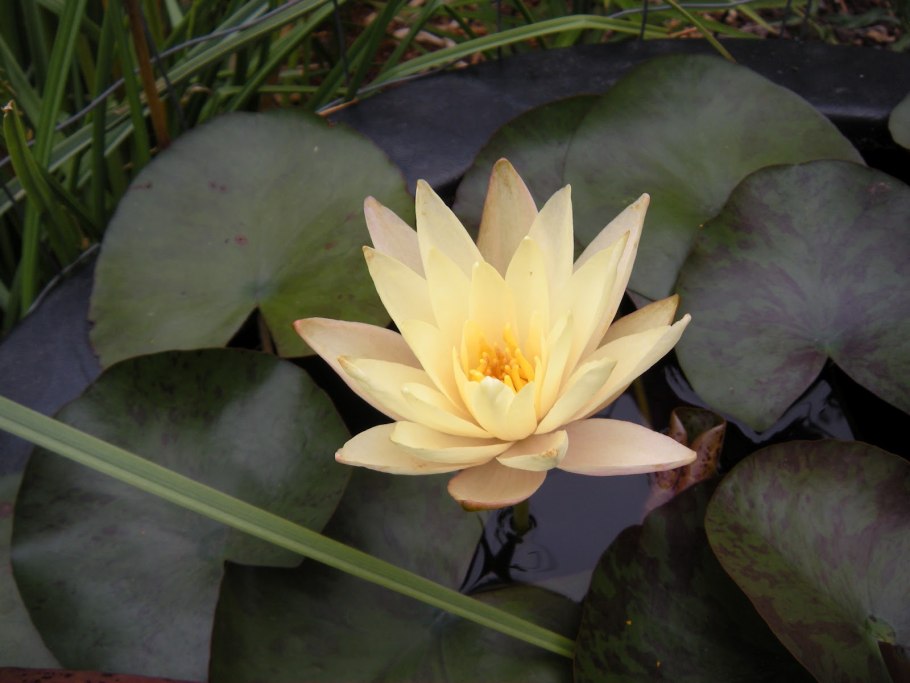 Нимфея Шарлин Стоун (желтый)