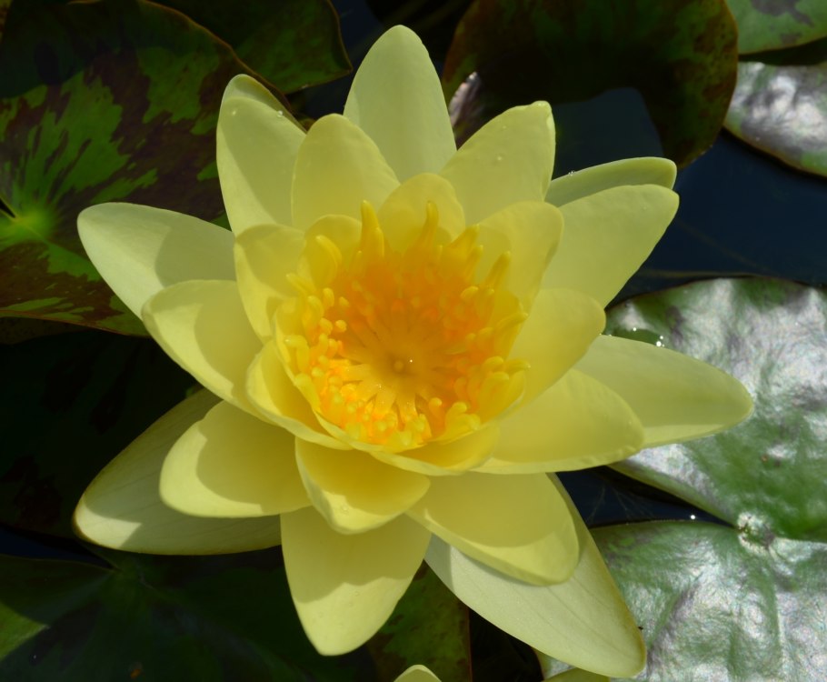 Нимфея Nymphaea Marliacea Chromatella