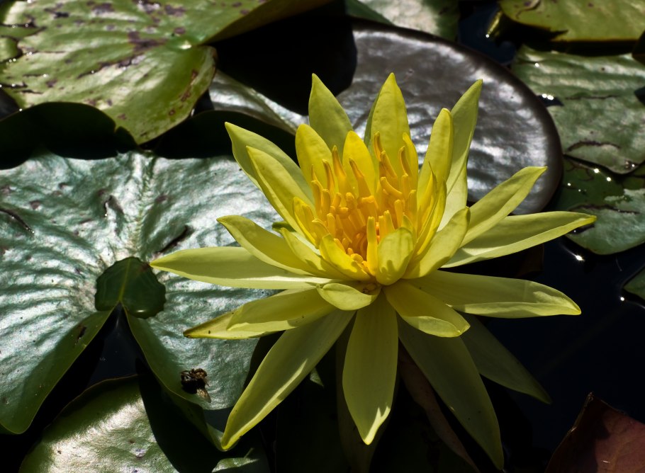 Кувшинка ‘Marliacea Chromatella’