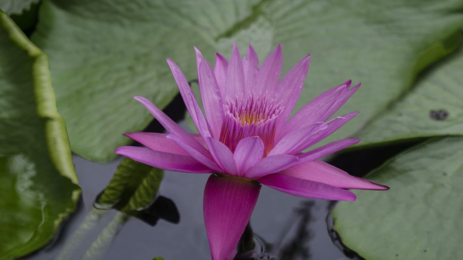 Голубой Лотос (Nymphaea caerulea)