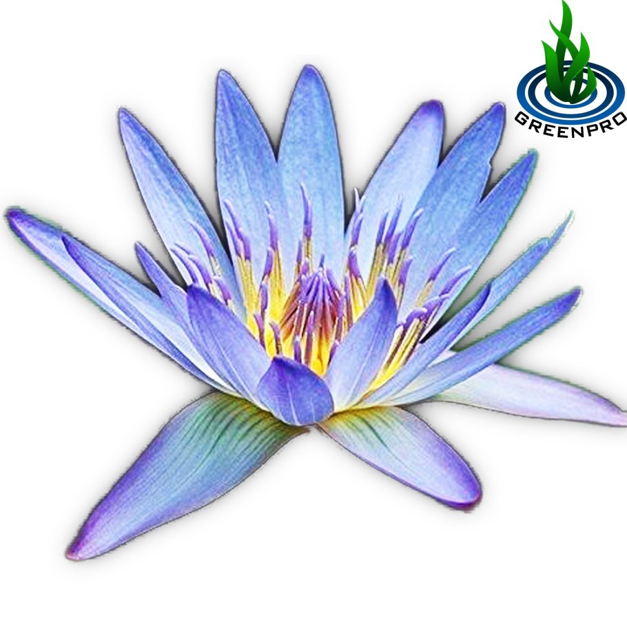 Белый Лотос цветок