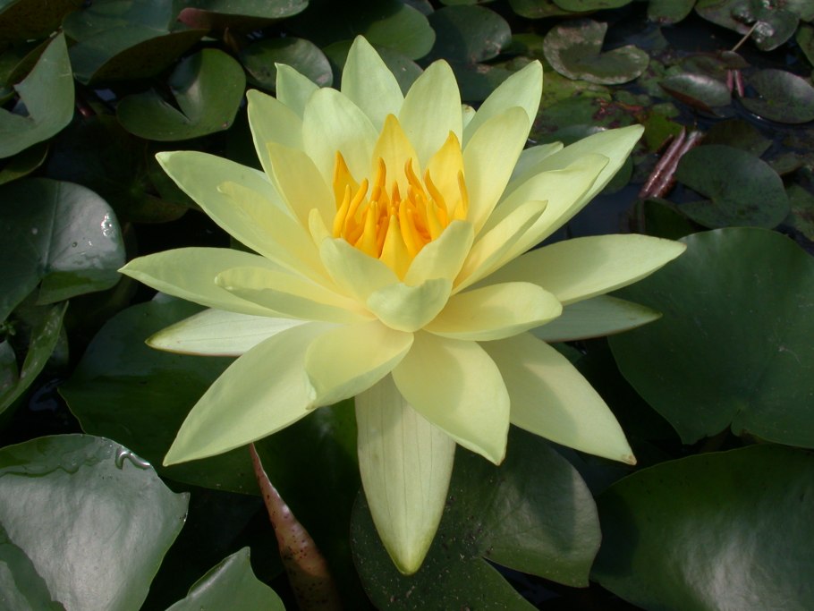 Кувшинка нимфея Альбида