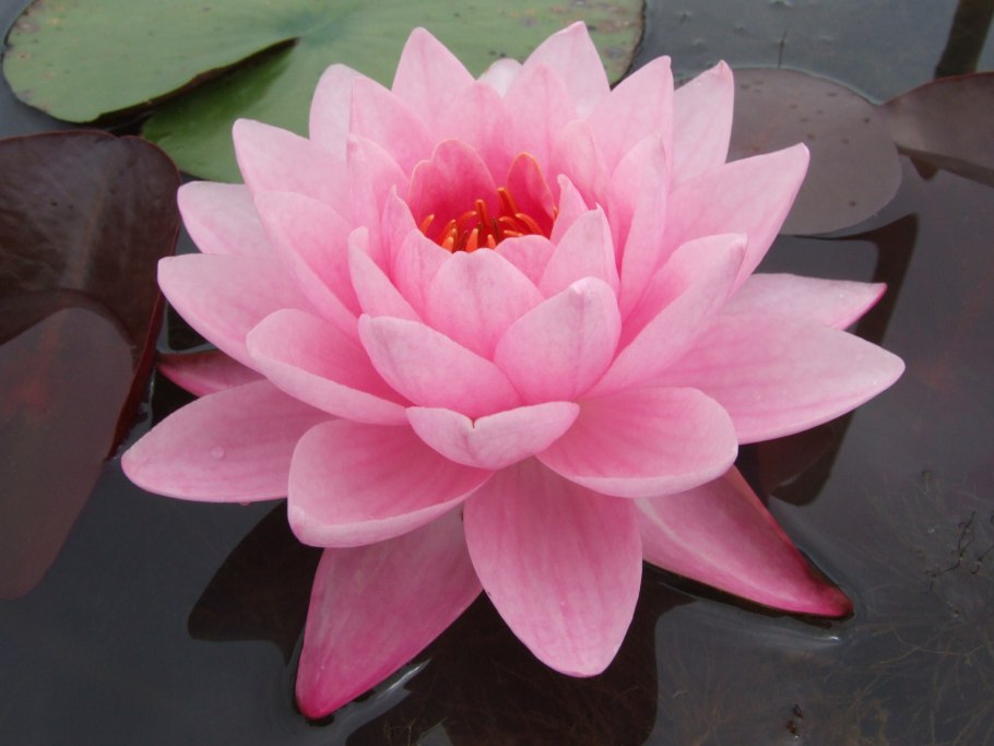 Нимфея желтая