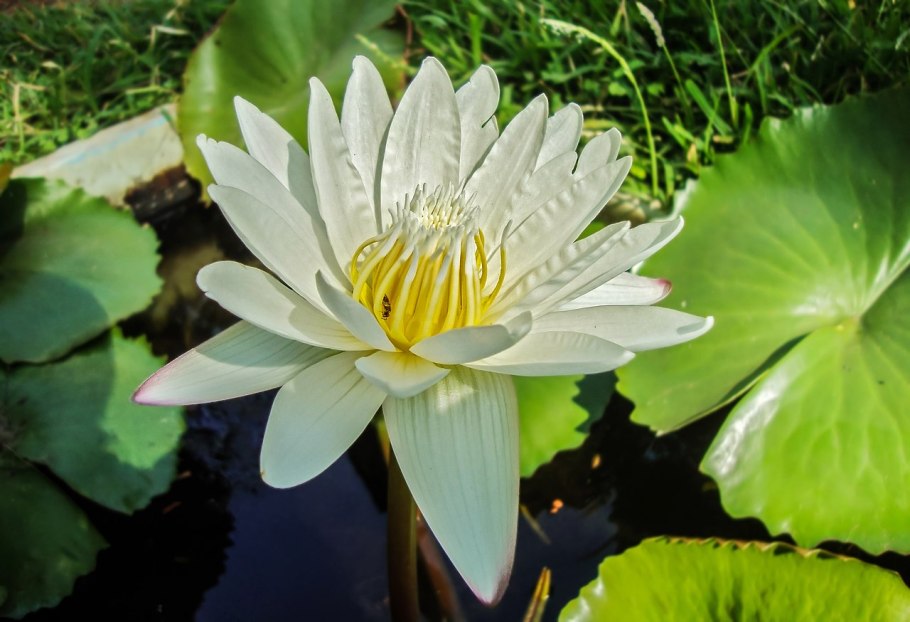 Нимфея Хэрриот