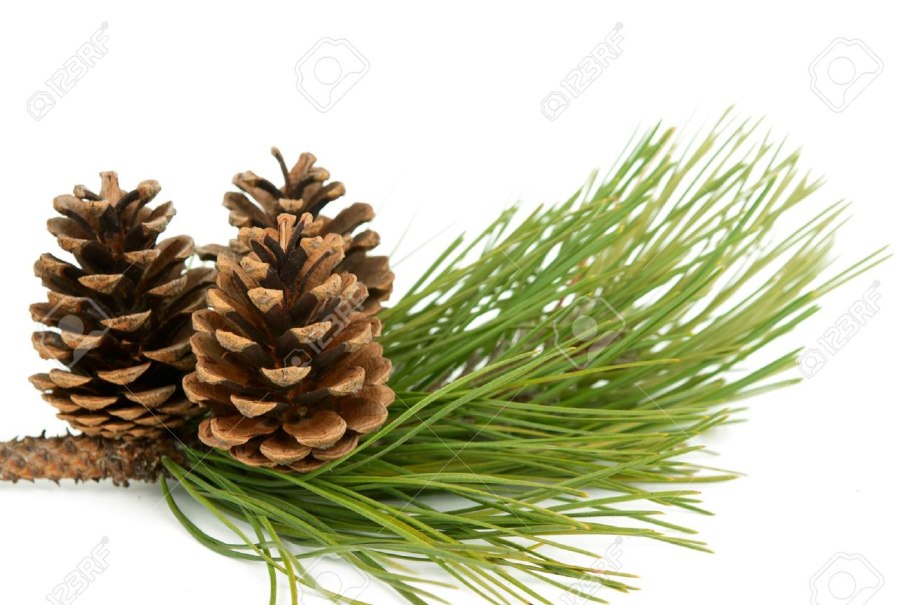 Ветка с шишками для детей