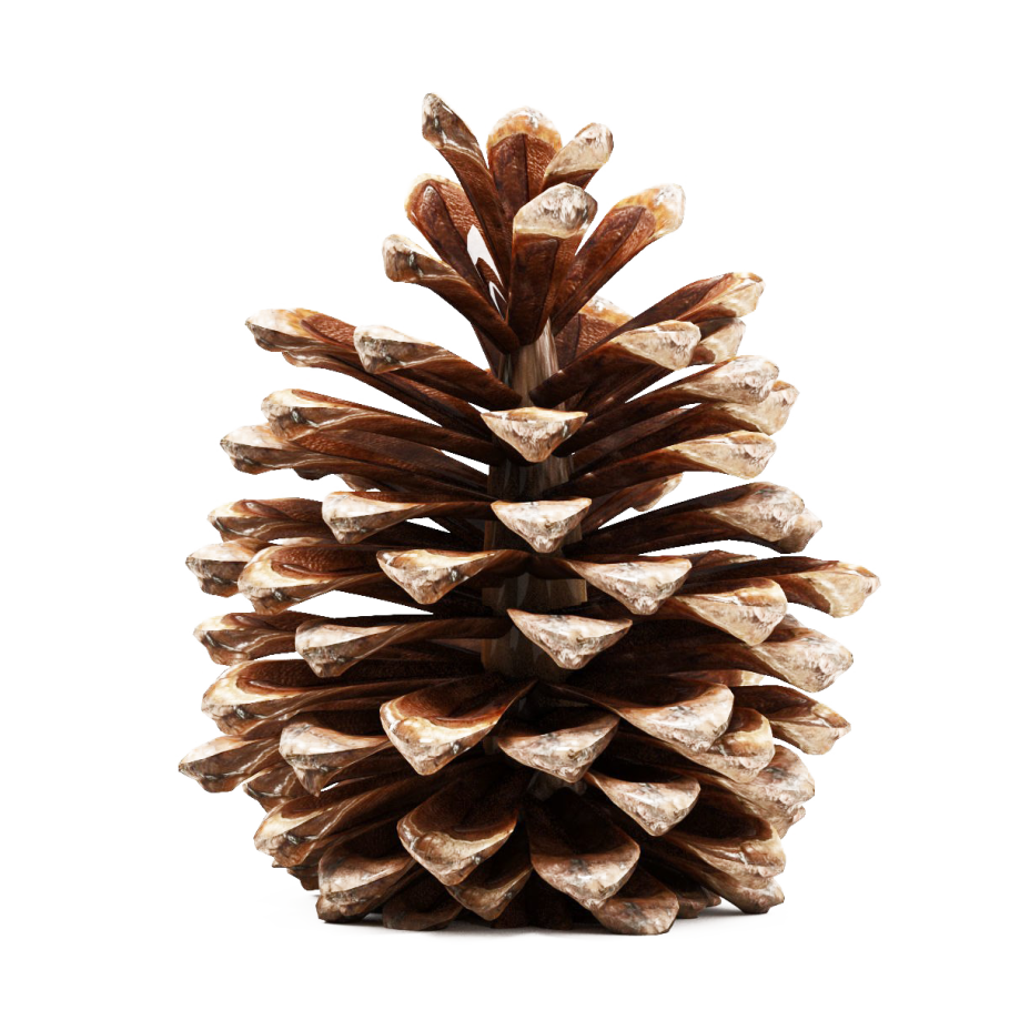 Шишки сосновые