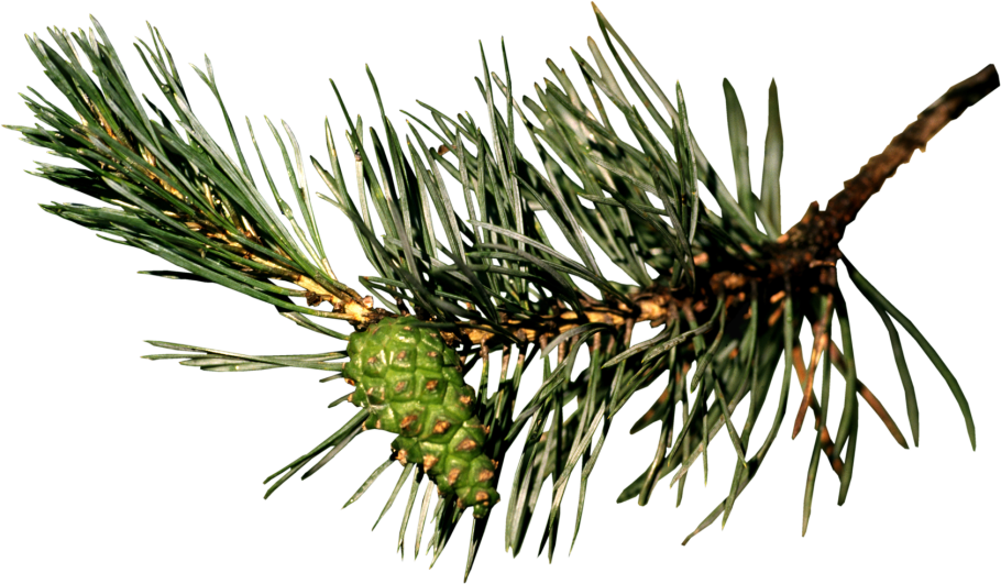 Шишки на прозрачном фоне