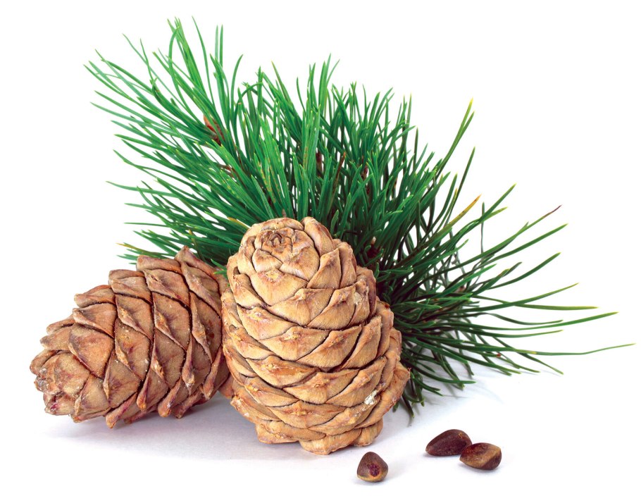 Кедровая ветка на белом фоне