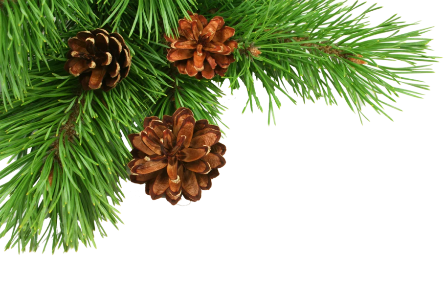 Зеленые сосновые шишки на белом фоне