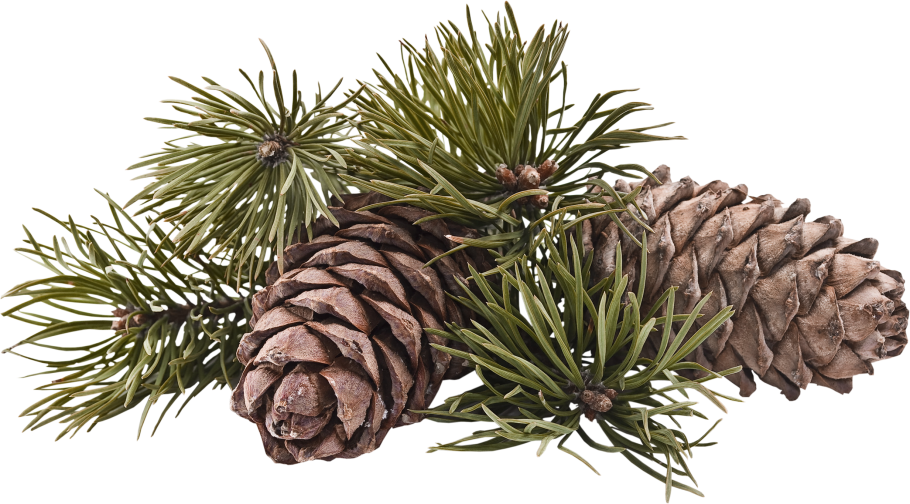 Хвойная ветка с шишками