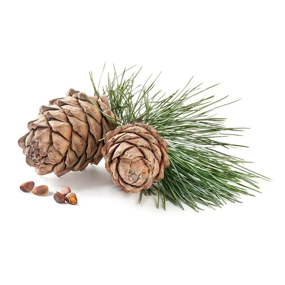 Сосновая шишка