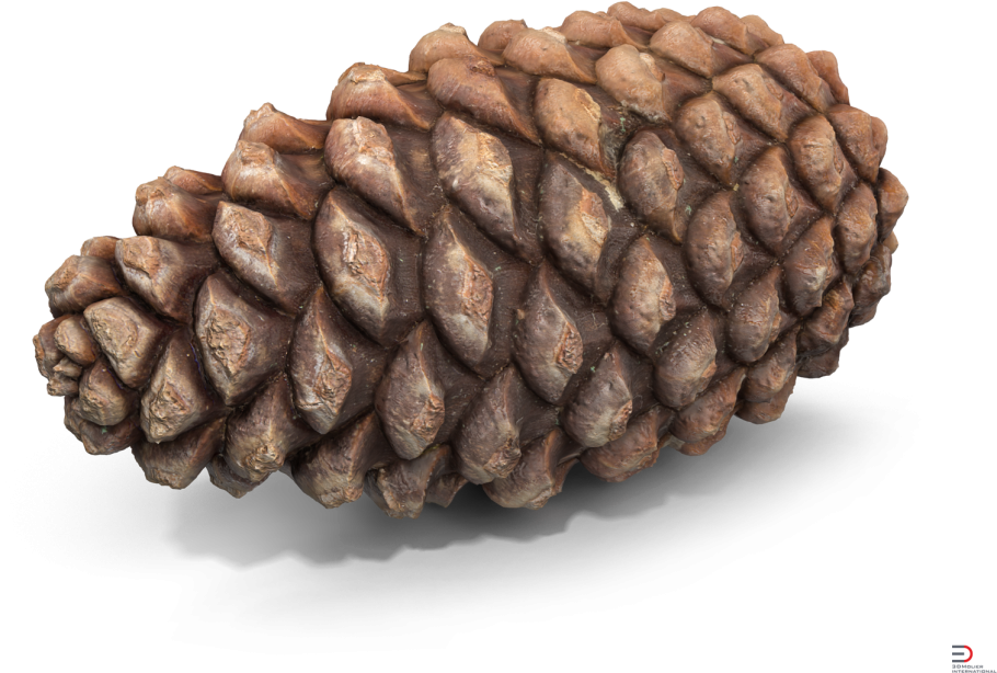 Шишки без фона