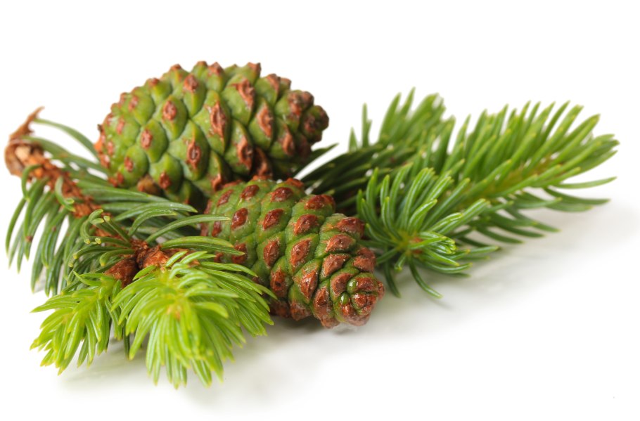 Шишки на прозрачном фоне