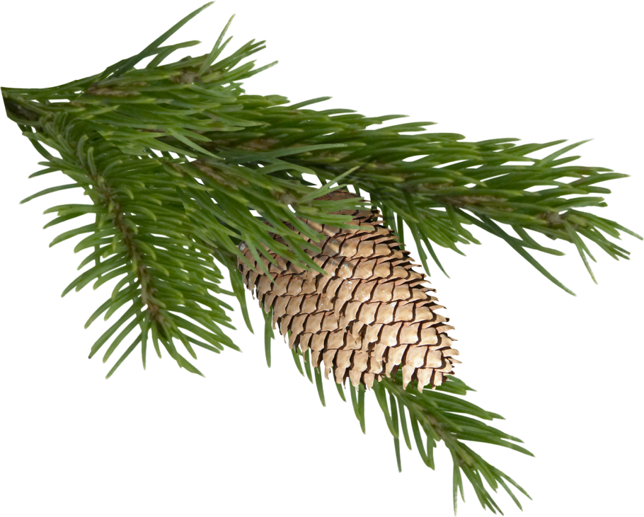 Еловая шишка