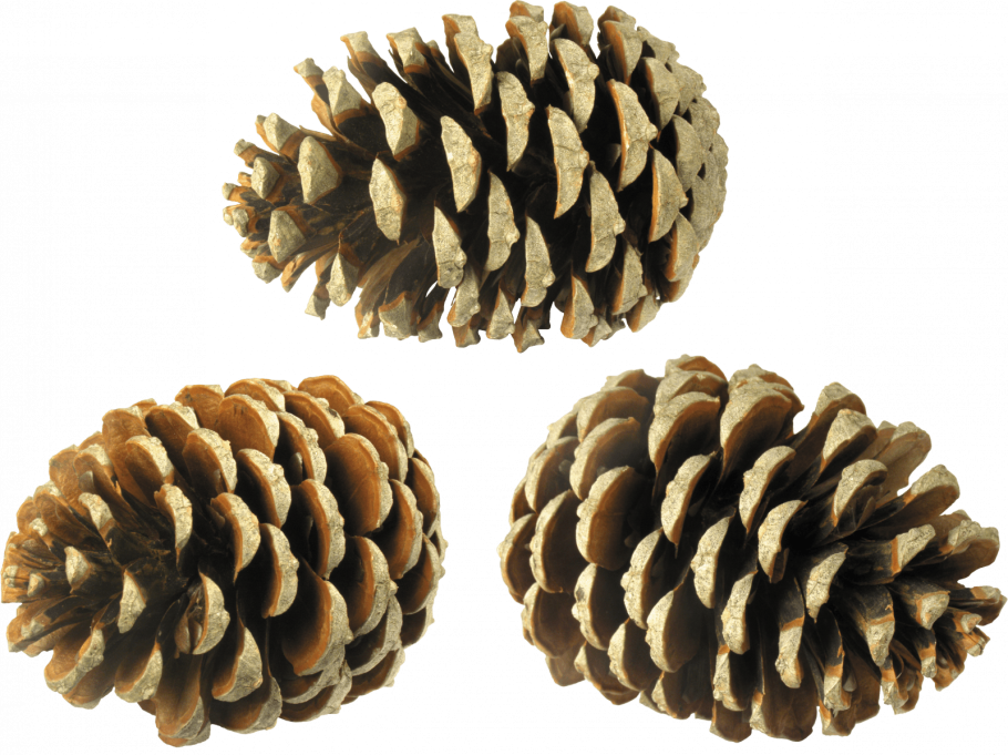 Еловая, Пихтовая, Сосновая лапы