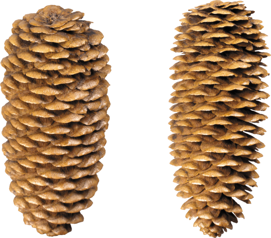 Сосновая ветка с шишкой на белом фоне