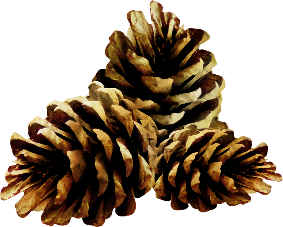 Шишка на белом фоне