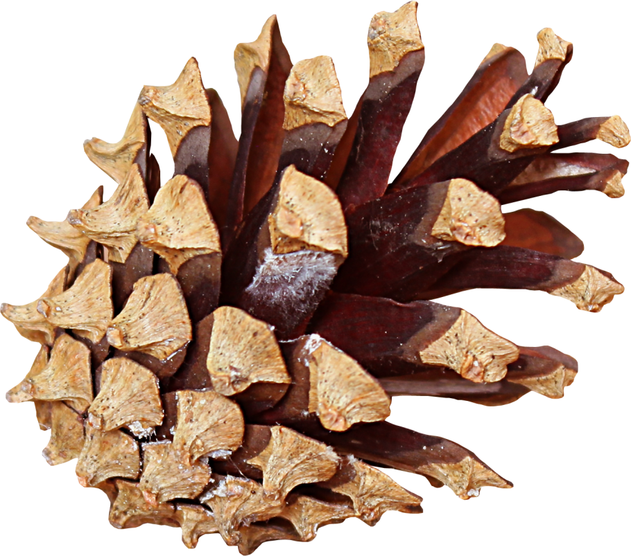 Сосновая шишка