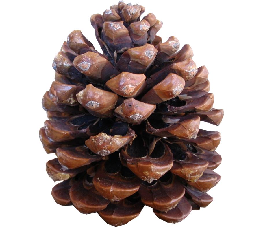 Шишка длинная