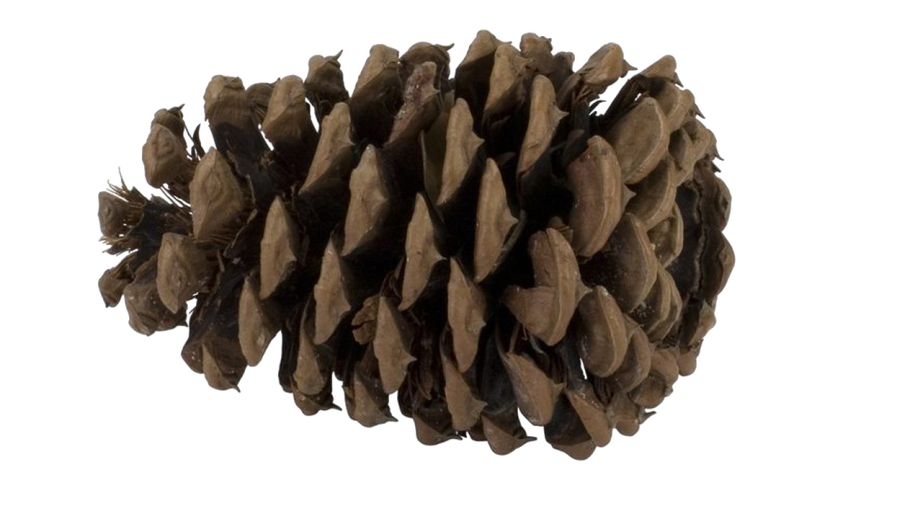 Шишка сосновая