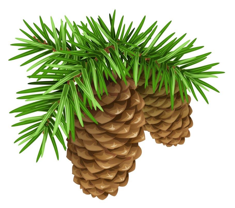 Шишка сосны на белом фоне