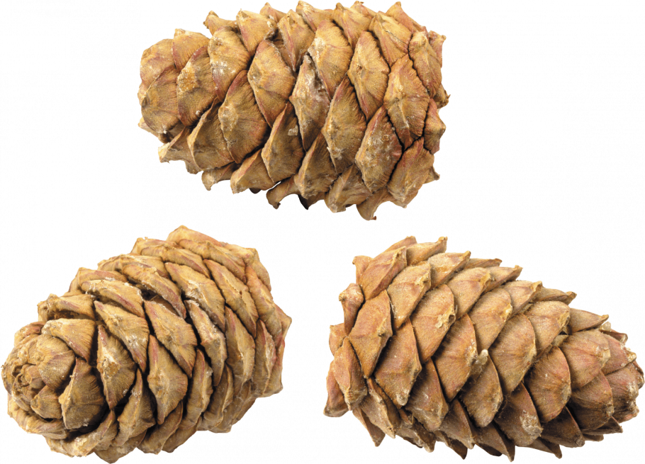 Ветка кедра