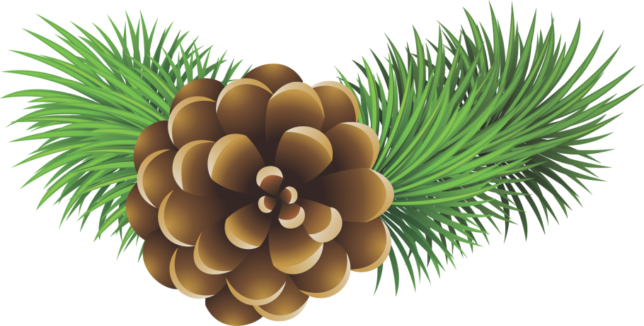 Сосновые шишки на белом фоне