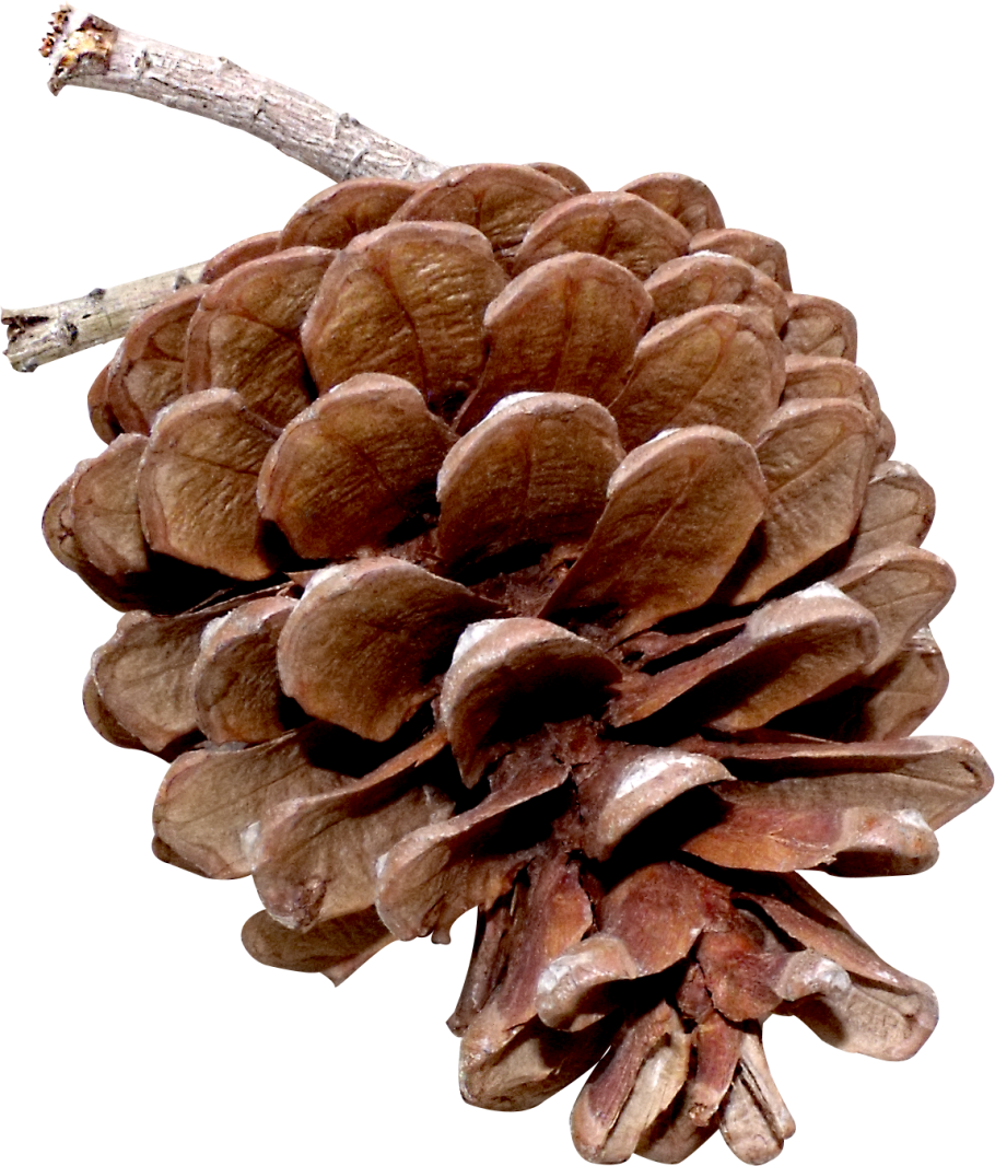 Шишка сосны на белом фоне