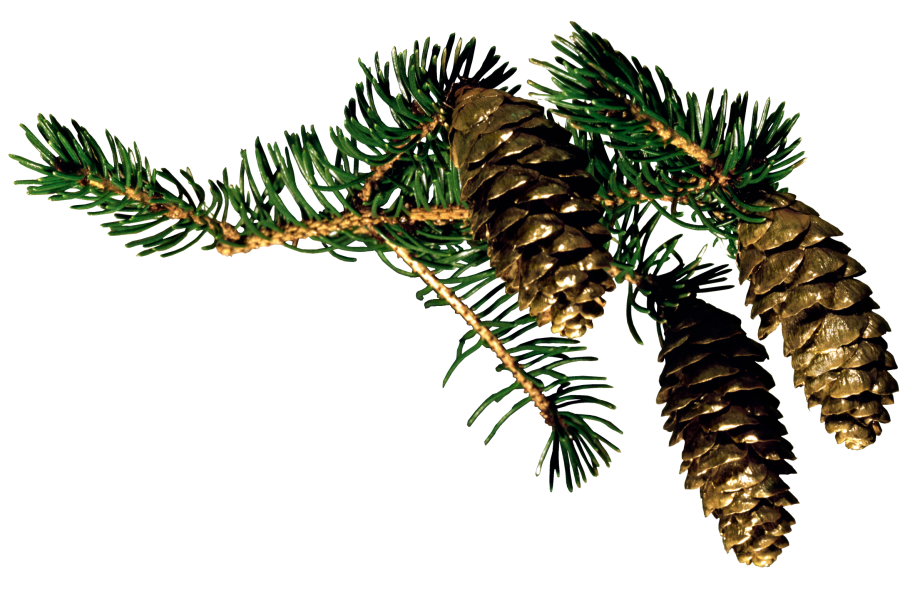 Еловая шишка