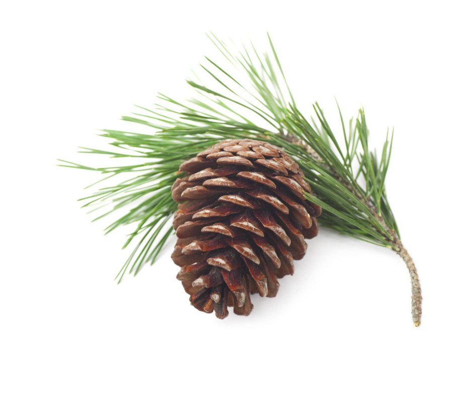 Еловая, Пихтовая, Сосновая лапы