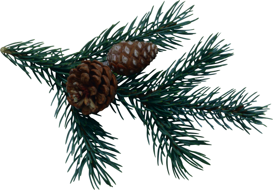 Пихта ветка с шишкой