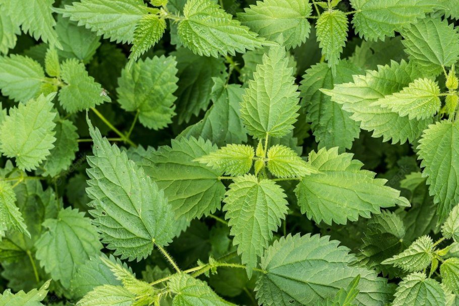 Крапива пикульниколистная (Urtica galeopsifolia)