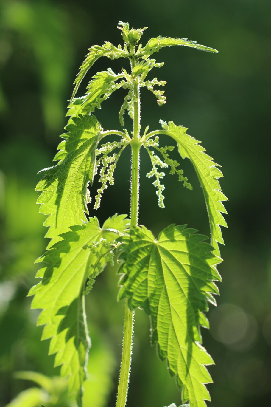 Крапива узколистная (Urtica angustifolia)