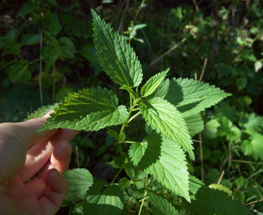 Крапива двудомная (Urtica dioica l.)