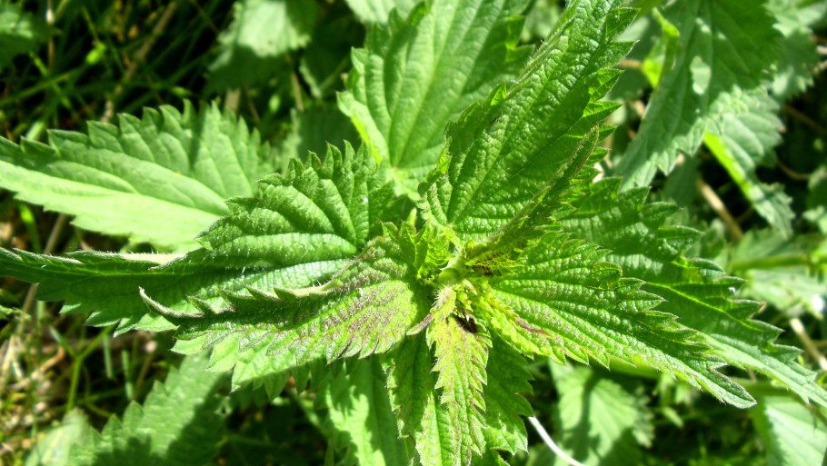 Крапива двудомная - Urtica dioica l. (Urticaceae)