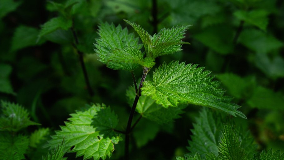 Крапива (Urtica dioica)
