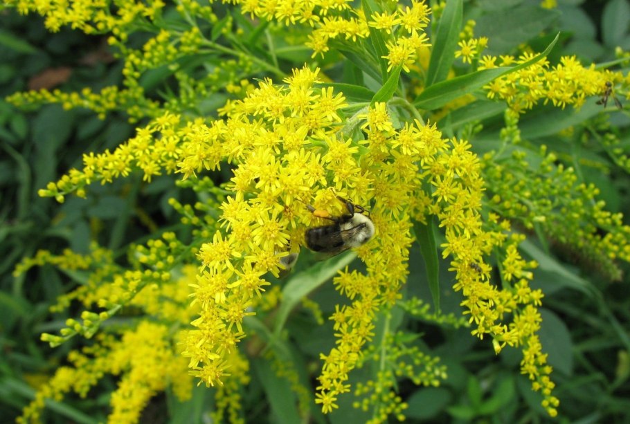 Solidago buckleyi