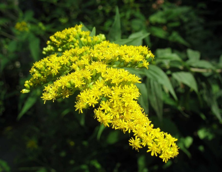 Золотарник нано