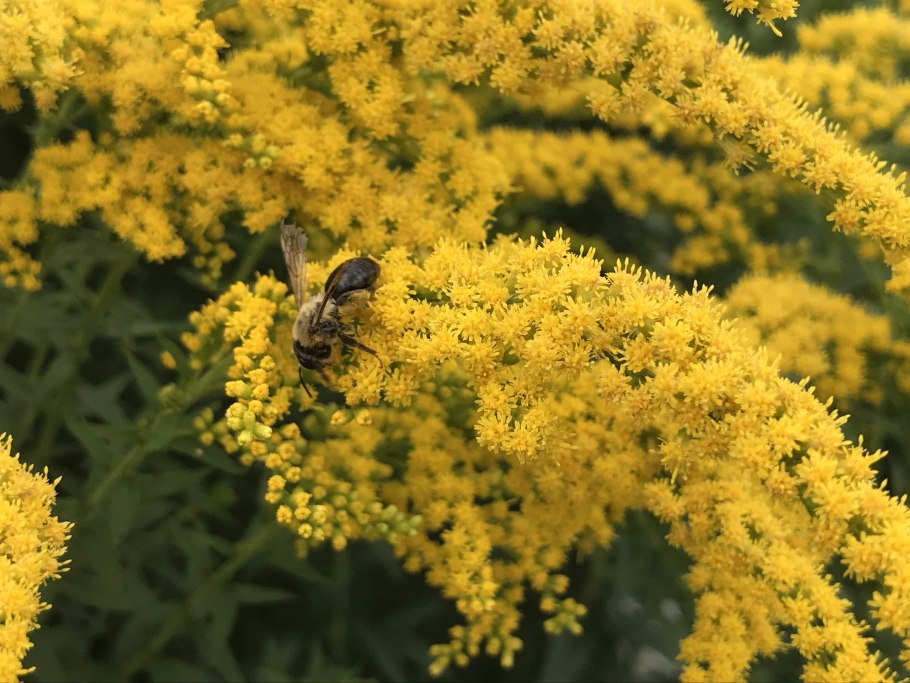 Золотарник гибридный Страхленкрон