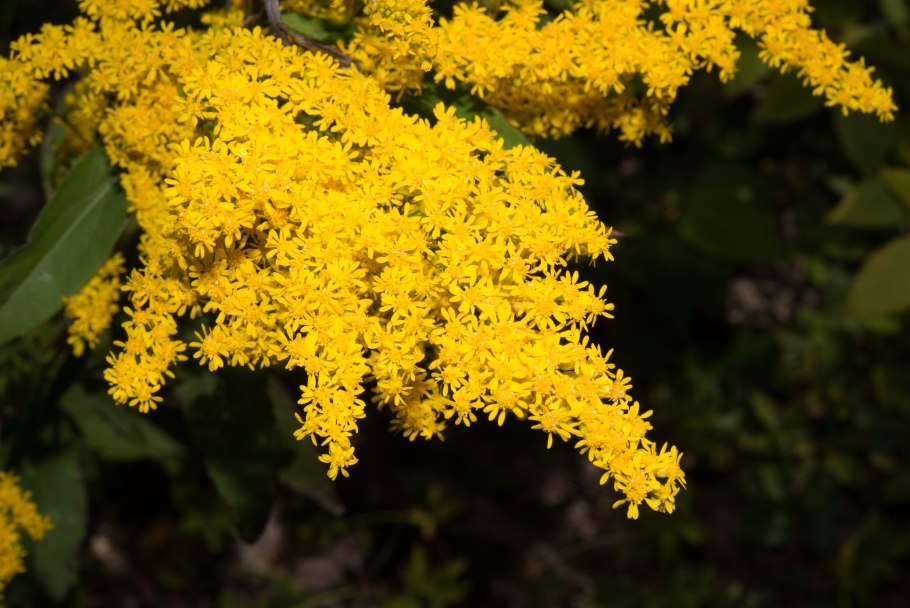 Солидаго Голдкайнд