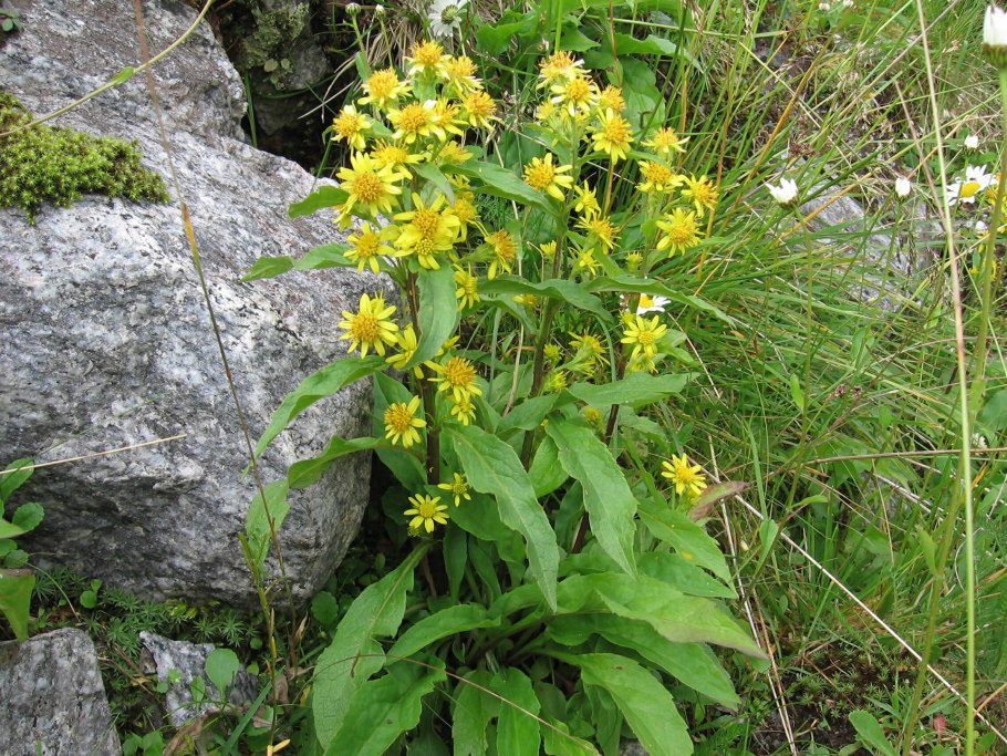Solidago virgaurea ex herba