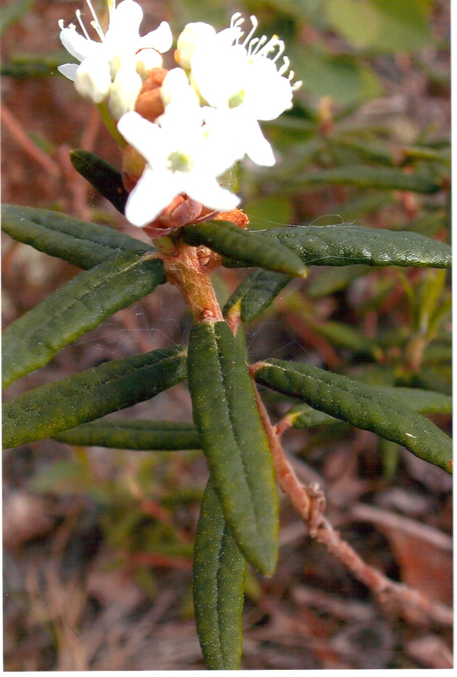 Багульник съедобный совместимость с другими садовыми