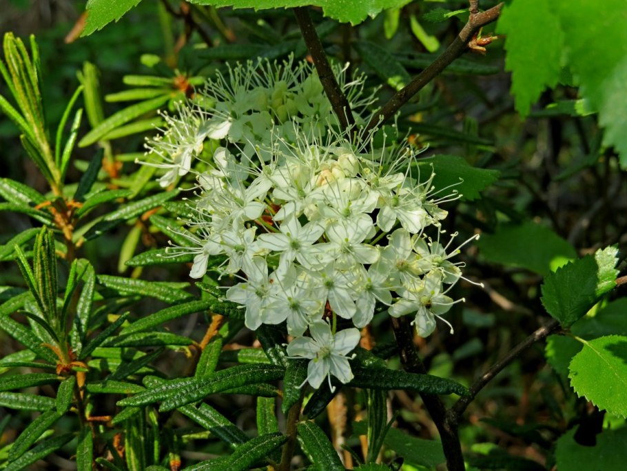7.4. Багульник болотный (Ledum palustre l.)